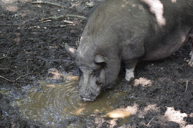 对手临场表 对手临场表