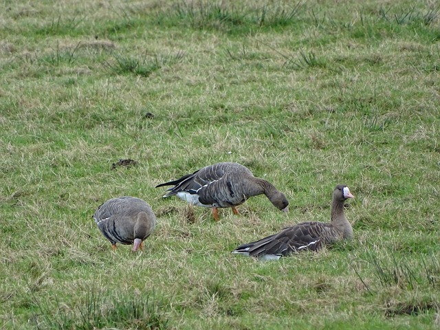 特缺席带来 特缺席带来